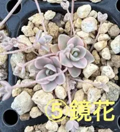 鏡花 子持ち蓮華錦 2026年最新】子持ち蓮華錦の人気アイテム - メルカリ