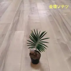 2026年最新】黄金ソテツの人気アイテム - メルカリ