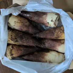 真竹 ②たけのこ 小さめ筍 千葉県産 無農薬 コンパクトボックス