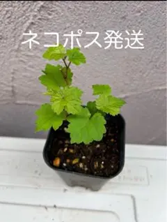 平野幸人 作(琇) 北海道アイヌ伝統民藝 葡萄と鮭をくわえる親子熊