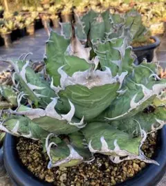 2025年最新】希少アガベの人気アイテム - メルカリ