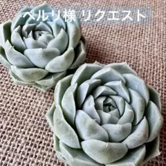 ペルリ様 リクエスト 6点 まとめ商品