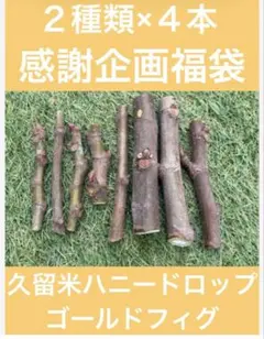 2026年最新】穂木 イチジクの人気アイテム - メルカリ