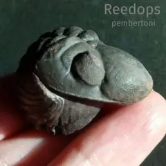 米国産 三葉虫 化石 Dalmanites limulurus - メルカリ