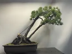 現品、藤苗木※パープル 太い軸です！ - メルカリ