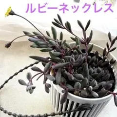 ③ルビーネックレス　多肉植物　6センチポット　安心の抜き苗　☘寄植え　吊り鉢