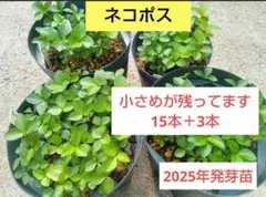 2026年最新】クリスマスローズ開花の人気アイテム - メルカリ