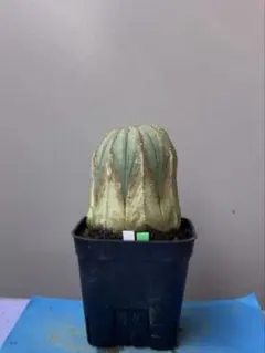 2025年最新】オベサ 木質化の人気アイテム - メルカリ