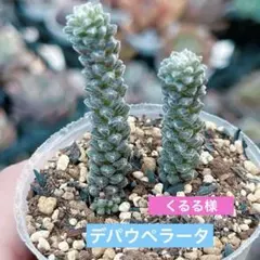 くるる様 リクエスト 3点 まとめ商品