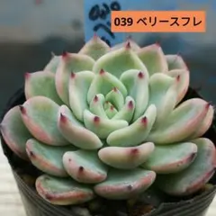 ベリースフレ 札のみ ミックスベリア おらいさん苗 多肉植物 - メルカリ