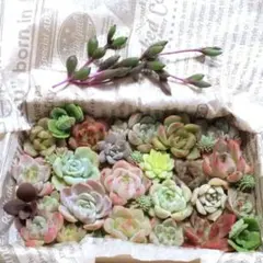 多肉植物♡エケベリア韓国苗詰め合せ♡セダムカット苗セット♡現品