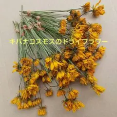 コスモスドライフラワー1００本