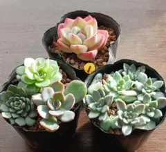【抜き苗】多肉植物　５種セット①