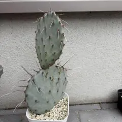 オプンチア ツニラ opuntia Tunilla cv. Pinsel - メルカリ