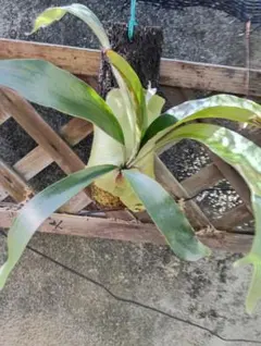 ビカクシダ 欲張り3点セット 早いもの勝ち - メルカリ
