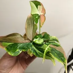 spica-250様 リクエスト 2点 まとめ商品