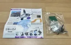 ネイチャーテクニカラー 日本のカメ 特装版 アオウミガメ(幼体)のサムネイル