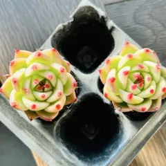 NEW❗️ 【レア種】大人気エケベリア　トスカネリ2苗セット　多肉植物❣️
