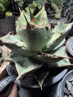 2025年最新】黒犀牛の人気アイテム - メルカリ