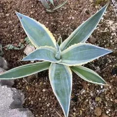 2025年最新】サルミアナ アンガスティフォリアの人気アイテム - メルカリ