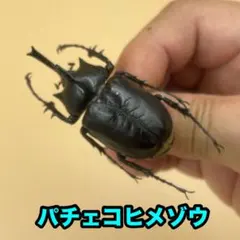 標本　パチェコヒメゾウカブトムシ　♂個体