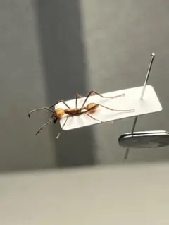 2026年最新】バーチェルグンタイアリの人気アイテム - メルカリ