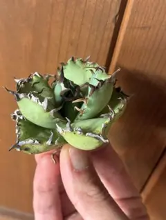 2025年最新】アガベ 黒鯨の人気アイテム - メルカリ