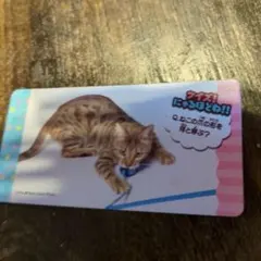 猫とベンガル猫のカードセット