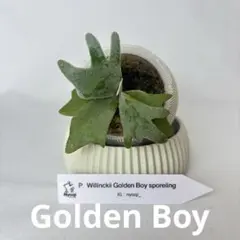 【メルカリ便】P. wilinckii Golden Boy spore【04】のサムネイル