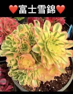 観葉植物 ア工オニウム錦❤️レッド富士 錦❤️ロスコフ錦❤️青花瓷