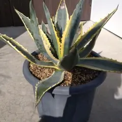 2026年最新】アガベアメリカーナ斑入りの人気アイテム - メルカリ