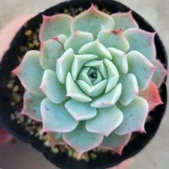 多肉植物 マシュマロン♡抜き苗(ぼのぼのさん苗) 多肉植物 マシュマロン♡抜き苗(ぼのぼのさん苗) 多肉植物 マシュマロ