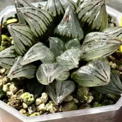 2026年最新】ハオルチア の人気アイテム - メルカリ