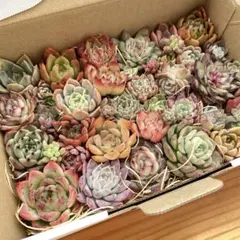 実生多肉植物カット苗大サイズ⑤