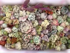 多肉植物　寄せ植えセット(小) A64