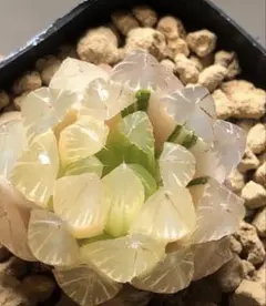 2026年最新】オブツーサ 糊斑の人気アイテム - メルカリ