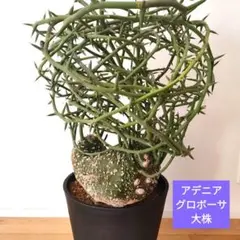 2026年最新】アデニア グロボーサの人気アイテム - メルカリ