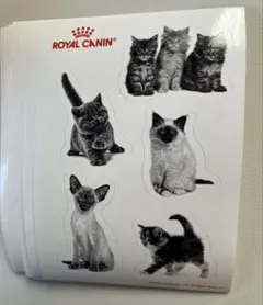 Item thumbnail for item 8591de94-93e4-4867-8c59-4d3dd313ee4d