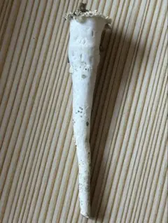 珍しいジョウロガイ（如雨露貝） ツボガイ状二枚貝 11.8cm - メルカリ