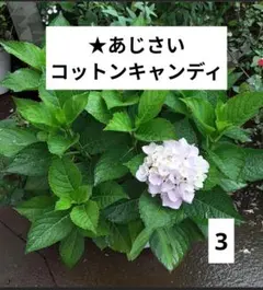 紫陽花 挿し穂 5本 コットンキャンディ 枝 - メルカリ