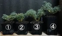 2025年最新】ムルチフィズムの人気アイテム - メルカリ