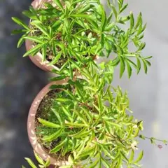 2026年最新】芍薬 球根の人気アイテム - メルカリ
