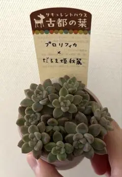 多肉植物 ブラックネイル×メキシコヒアリナ パルクさん - メルカリ