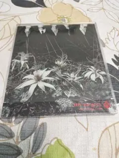 Item thumbnail for item 111749c2-e505-46ea-bb1b-ff20e8c8dee4