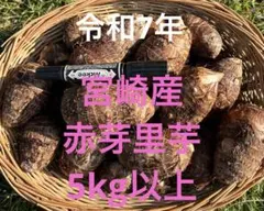 2026年最新】里芋 種芋 無農薬の人気アイテム - メルカリ