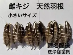 雌キジの天然羽根（フェザー）NO4　小さいサイズ　白・ブラウン　鳥の羽根