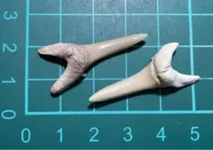 Item thumbnail for item 25f79575-482e-49fb-8725-712ef8f8864b