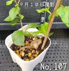 おかわかめ の 苗 です (No.128) 栽培用 苗 むかご 2026年最新】おかわかめ むかごの人気アイテム - メルカリ