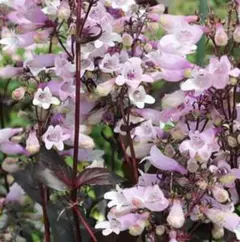 確認用ペンステモン ダークタワーズ しっかり株 大苗■Ｎｏ．１■ Ｎｏ．３ 楽天市場】ペンステモン 'ダーク タワーズ' : おぎはら植物園