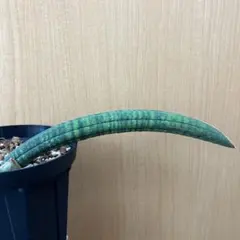 希少 ♯サンスベリア ♯ バンテラスセンセーション 5株【速達発送